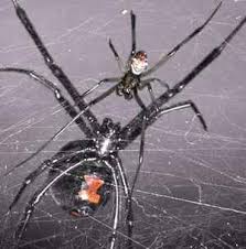 Black widow spider venom can be deadly but how likely are you to be bitten? How To Survive A Black Widow Scientific Ramblings