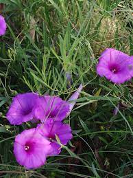Ipomoea Leptophylla Bush Morning Glory Greenhouse Base Morning Glory Deer Resistant Annuals