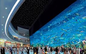 These small fish feed by shooting jets of water at insects to knock them into the water. Dubai Mall Aquarium Dubai Aquarium Aquarium Dubai Mall