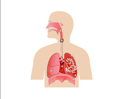 This collection includes mandalas, florals, and more. Respiratory System Science Quiz