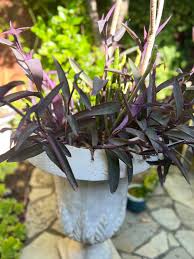 Image result for Tradescantia pallida