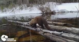 Since 2016, it is listed as vulnerable on the iucn red list. Ever See A Fisher Swim Introducing Trail Cam Tuesdays Furbearer Conservation