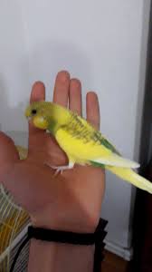 satilik muhabbet kuslari posts facebook