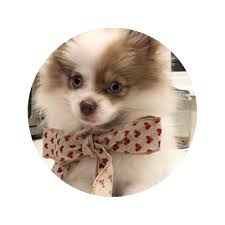 Why buy a puppy for sale if you can adopt and save a life? Ohio Pomeranian Breeders With Puppies For Sale