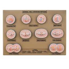 Prokaryotic cells divide by binary fission, while eukaryotic cells usually undergo a process of nuclear division, called mitosis, followed by division of the cell, called cytokinesis. Model Animal Cell Division Mitosis