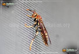 Paper Wasp