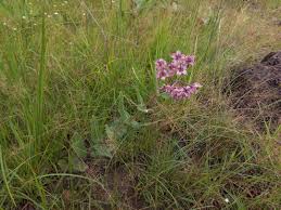 Image result for Pachycarpus