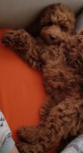 White undermount kitchen sink australian labradoodle mini puppies. Original Australian Labradoodle Original Australian Labradoodle Welpen