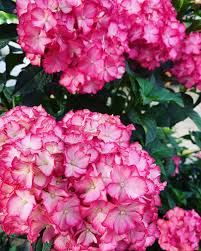 The seaside serenade hydrangea series is a new exclusive monrovia introduction. Devitts Nursery Seaside Serenade Hamptons Hydrangea Facebook