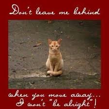 Never Leave Your Pet Behind It Would Be As If You Were Leaving A Child Behind Feral Cats Cats Animals