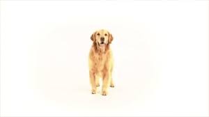 Dog Spin Golden Tricks Pup Turn Around Twist Cute Dog Golden Retriever Parker Parkerpup Smiling Dog Dog Trick Dog Doing Tricks New Gif On Giphy Dogs Gif Giphy