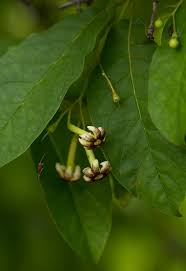 Image result for Schrebera