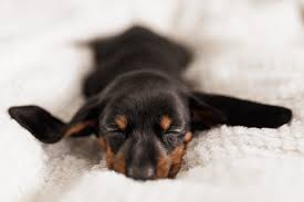 Best dog groomers near you. New Puppy Grooming Preparing Your Pooch Pet Grooming Blog For Dog And Cat Owners Groomit
