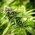 Small amounts of weed may be decriminalized in Memphis