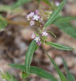 Image result for Gisekia africana