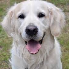 The golden retriever tends to mature slowly and. English Cream Golden Retrievers In Georgia Home Facebook