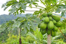 Papaya are one of the easiest fruit trees to grow. 40 Interesting Papaya Facts Serious Facts