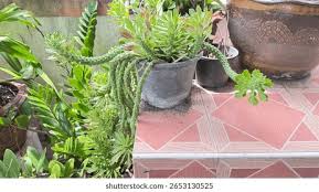 Image result for Monadenium crenatum