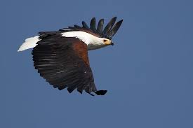 Birds Of Prey Animals Wiki African Fish Eagle African Fish Eagle Wikipedia In 2020 Eagle Wallpaper African Wildlife Eagle