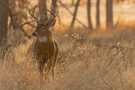 As Chronic Wasting Disease Spreads Stricter Management Proposed Public News Service