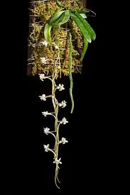 Image result for Aerangis appendiculata