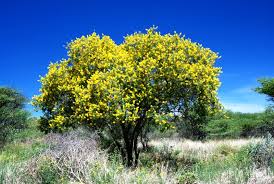 Image result for Peltophorum africanum