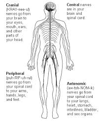 We'll also include a numbered chart explaining all about the inner workings of the human central nervous system by way of the four detailed illustrations shown in the chart. What Is The Nervous System