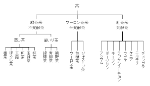紅茶と緑茶とウーロン茶の違い 世界の紅茶
