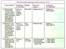 Identification Of Bacterial Growth 3 Mediums