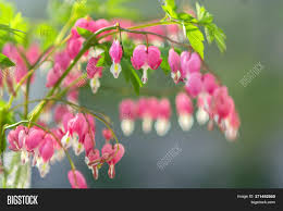 We have solved this clue. Beautiful Pink Heart Image Photo Free Trial Bigstock