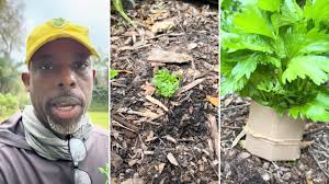 Gardener shares incredible method for thriving plants starting with  store-bought produce: 'It's so huge now'
