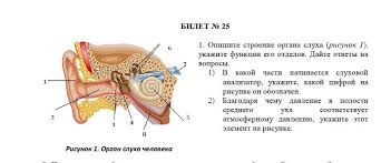 Https Biologyschoolblog Files Wordpress Com 2018 05 D0b1d0b8d0bbd0b5d182 E28496 25 Pdf