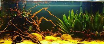 Pictured is the village of daracua on the rio negro. Rio Negro Biotope Last Photo Before Fish Arrived Aquariums