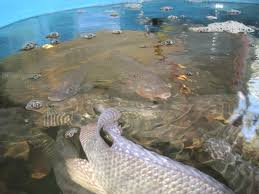 Tilapia Fish Farm For Sale Aquaponics Fish Aquaponics Aquaponics Diy