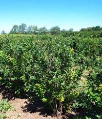 Blueberry growing blueberries outline blueberry crops blueberry hands blueberry farms bilberry plant blueberry bush summer blueberry picking blueberry on a branch ripe blueberry. Growing Blueberry Bushes How To Grow Blueberries Fruit Garden Bird Netting By The Gardener S Network