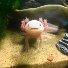 Axolotl Ambystoma Mexicanum Is Een Salamander Uit De Familie Molsalamanders Axolotl Axolotl Tank Cute Reptiles