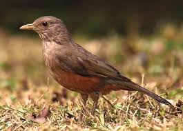 Image result for Thrush