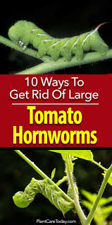 Tomato worms on my pepper plants eating all the leaves and some of the peppers? How To Get Rid Of Tomato Worms 10 Ways Tomato Worms Tomato Hornworm Tomato Garden