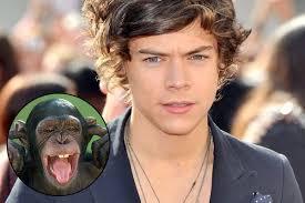 Typewriting Monkeys Produce 'Harry Styles Memoir'