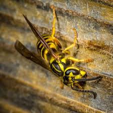 Emplois chez active pest control. Active Pest Control 1167 Highway 54 E Fayetteville Ga Pest Control Mapquest