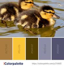Color Palette Ideas From Duck Bird Ducks Geese And Swans Image Kleuren