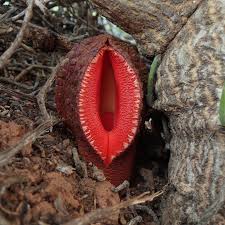 Image result for Hydnora