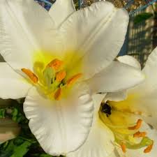According to the cat fancier's association, inc., all types of lilies. Lethal Lilies