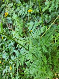 Image result for Bidens bipinnata