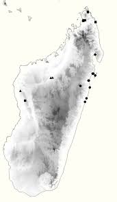 Image result for Chrysophyllum welwitschii