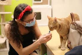 The adoption fee for each cat is dependent on many factors including age, behavior, medical condition, and demand. Cat People Carmel Volunteers Petco Play Big Role In Feline Rescue Mission Current Publishing