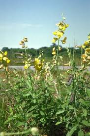 Image result for Crotalaria quarrei
