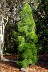 Image result for Casuarinaceae