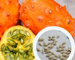 Image result for Acanthosicyos naudinianus