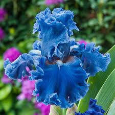 Power of flowers coupon code. German Iris Sea Power K Van Bourgondien Wholesale Perennials